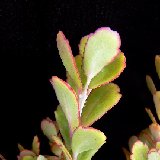Kalanchoe laxiflora ssp.violacea